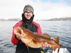 Schöner Tangdorsch beim angeln in Norwegen.