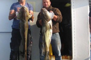 Erfolgreiches Hochseeangeln in Dänemark ab Hirtshals mit MS Albatros auf Dorsch im Skagerrak Gelbes Riff auf dem Gelben Riff angeln auf Seelachs