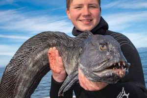 arctic nuvsvag nordnorwegen angeln seewolf steinbeißer