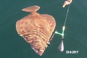 fynshav-angelboot-charter-ostsee-kleiner-belt-meeresangeln- (20)
