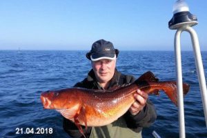 fynshav-angelboot-charter-ostsee-kleiner-belt-meeresangeln- (26)