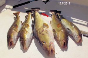 fynshav-angelboot-charter-ostsee-kleiner-belt-meeresangeln- (9)