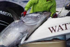 Toller Thunfisch beim Big Game Fishing Spanien ab Valencia